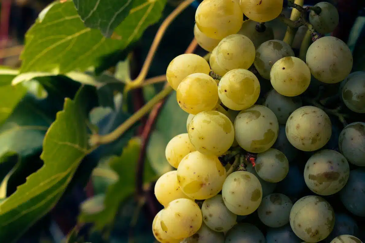 beaujolais  vin